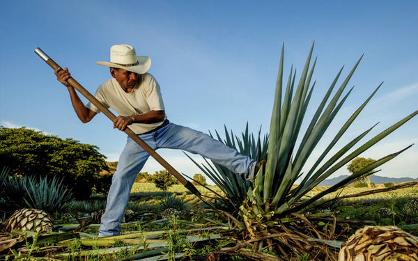 Mezcal Explained: How It Differs From Tequila, and What to Buy in Australia