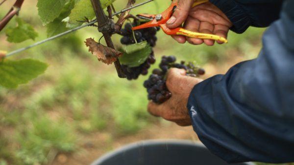 Marcs & Grappa - Liquor Wine Cave