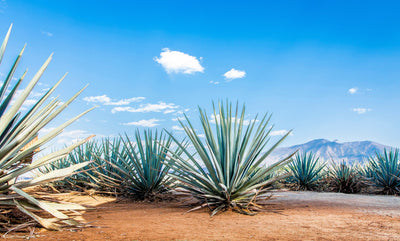 Tequila Buying Guide: Everything You Need to Know