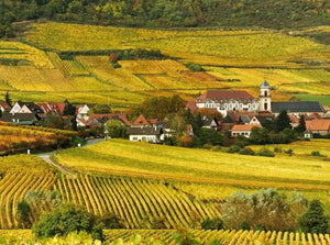 A photo of french vineyards, which are producing the grapes found in Brandy, including Armagnac and Cognac