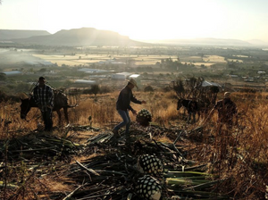 Blue Agave farming in Tequila. A photo of people making tequila